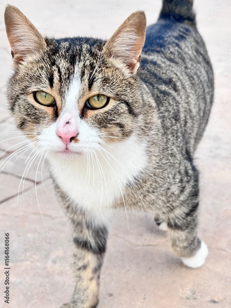 Fototapeta premium portrait of a cat
