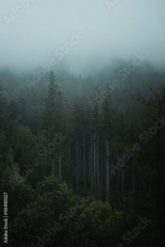 fog in the forest