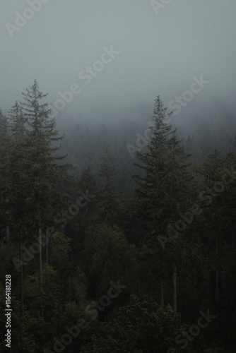 fog in the forest