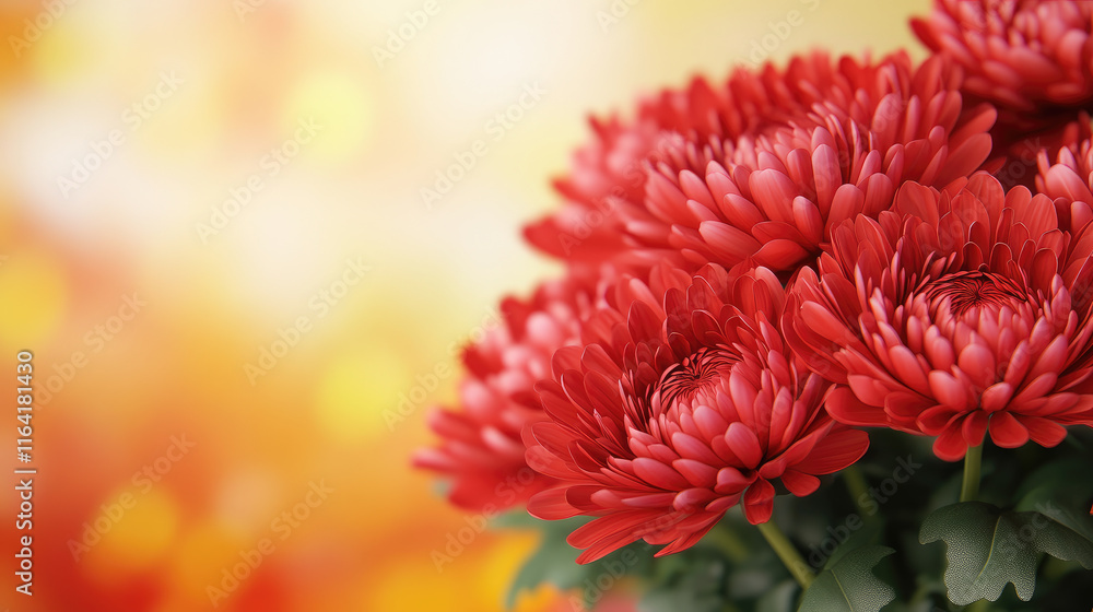 Vibrant red chrysanthemums in bloom garden setting floral photography bright background close-up perspective nature's beauty Vibrant red chrysanthemums in bloom garden setting floral photography bright background close-up perspective nature's beauty