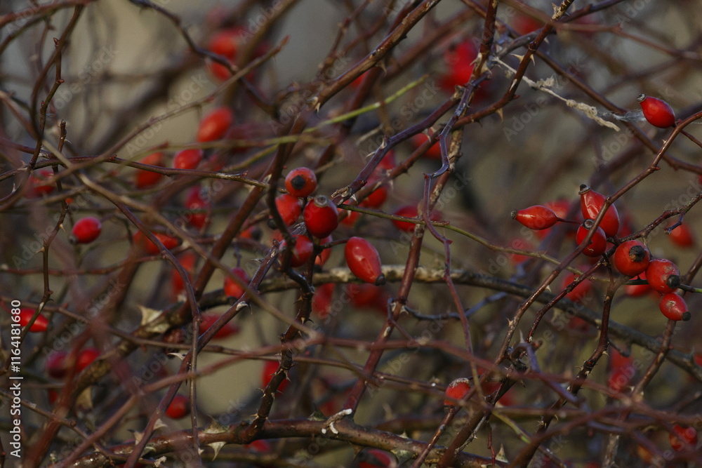 Hagebutten im Winter