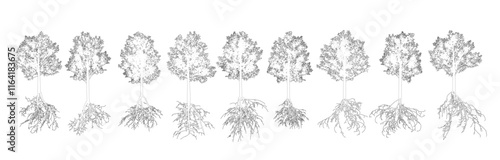 Set of contours deciduous trees with root systems. Vector illustration