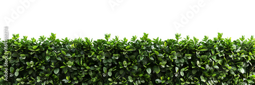 Wallpaper Mural Green hedge or green leaves wall on transparent background. Cut out png Torontodigital.ca