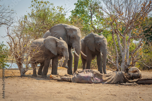 Fotografie Three African elephants (Loxodonta africana) mourn over the corpse of a deceased
