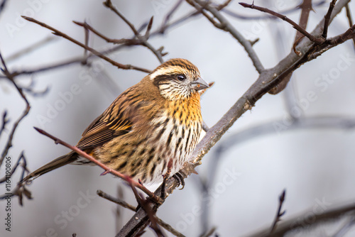 himalayan white browed rosefinch female photo