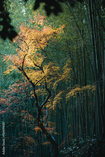 Japanese maple tree in the bamboo forest