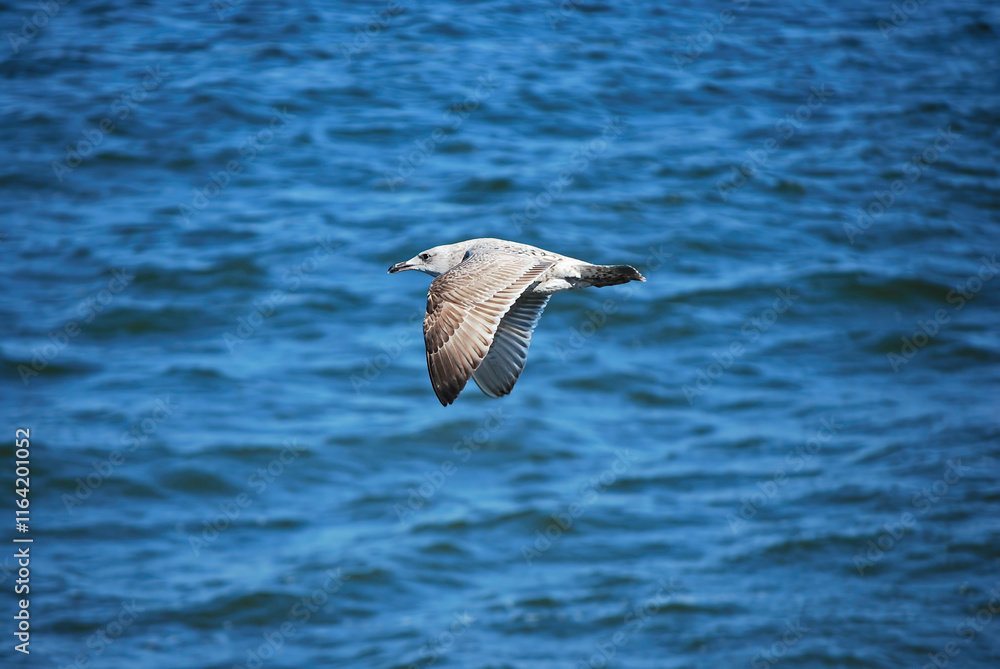 A seagull gliding above the ocean, captured mid-flight with a vivid blue sea in the background A seagull gliding above the ocean, captured mid-flight with a vivid blue sea in the background