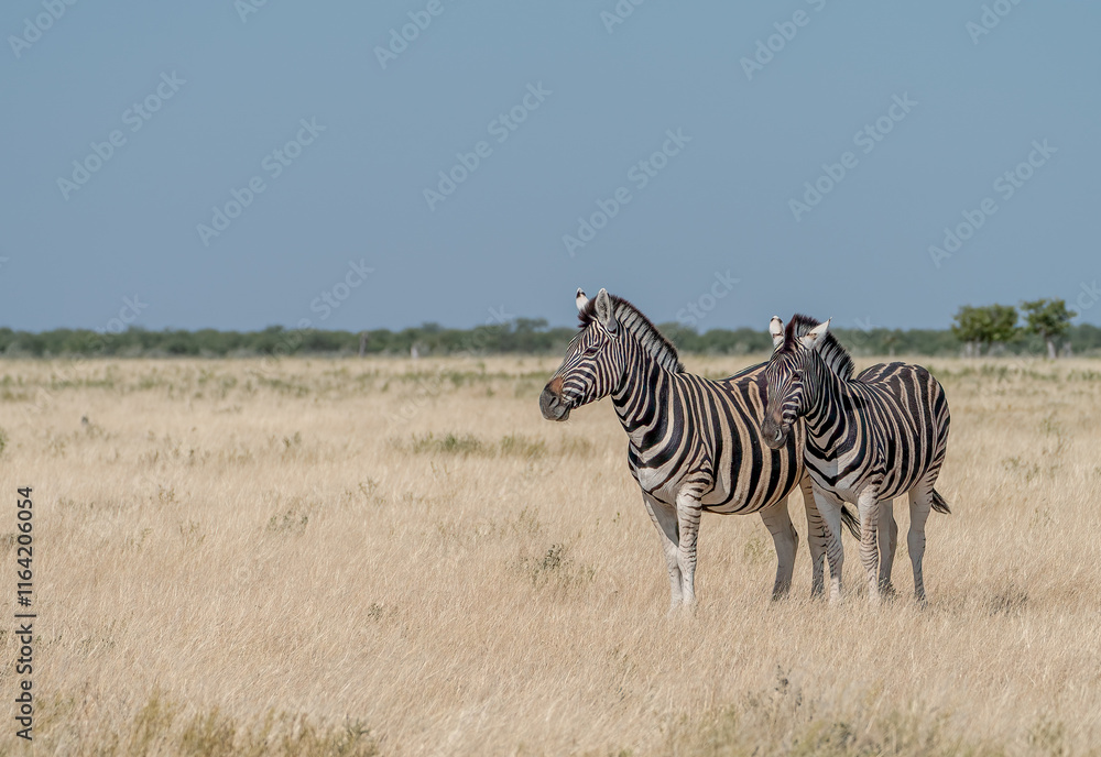 Naklejka premium Zebras Grazing On Open Grassland Under Clear Blue Sky Wildlife Africa