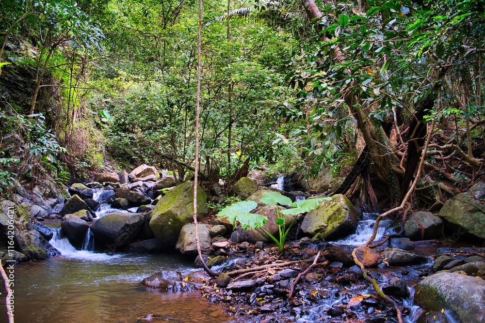 Φωτογραφία The dense jungle along the Tat Mok - Song Nan Nature Trail, along a mountain riv