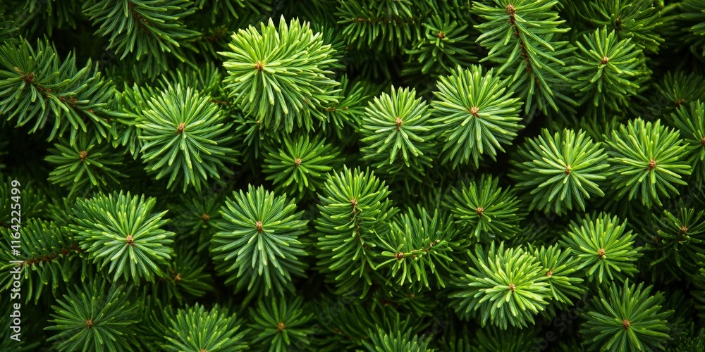 Dense Pine Foliage Texture Dense Pine Foliage Texture