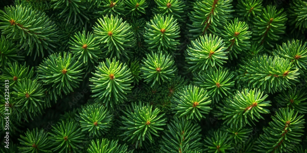 Dense Pine Foliage Texture Dense Pine Foliage Texture