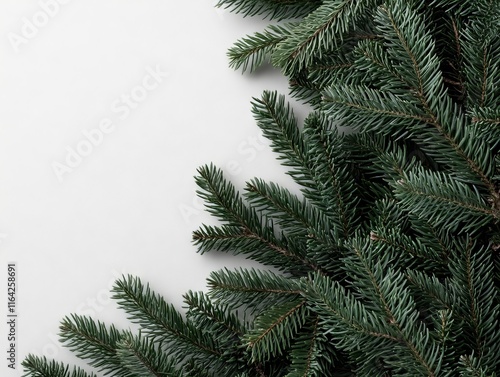 A close up of a christmas tree branch on a white background photo