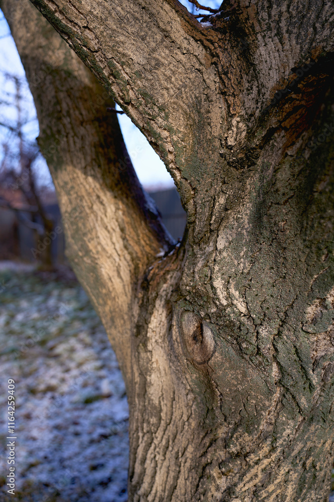 a texture of a walnut tree soaked in melted snow a texture of a walnut tree soaked in melted snow