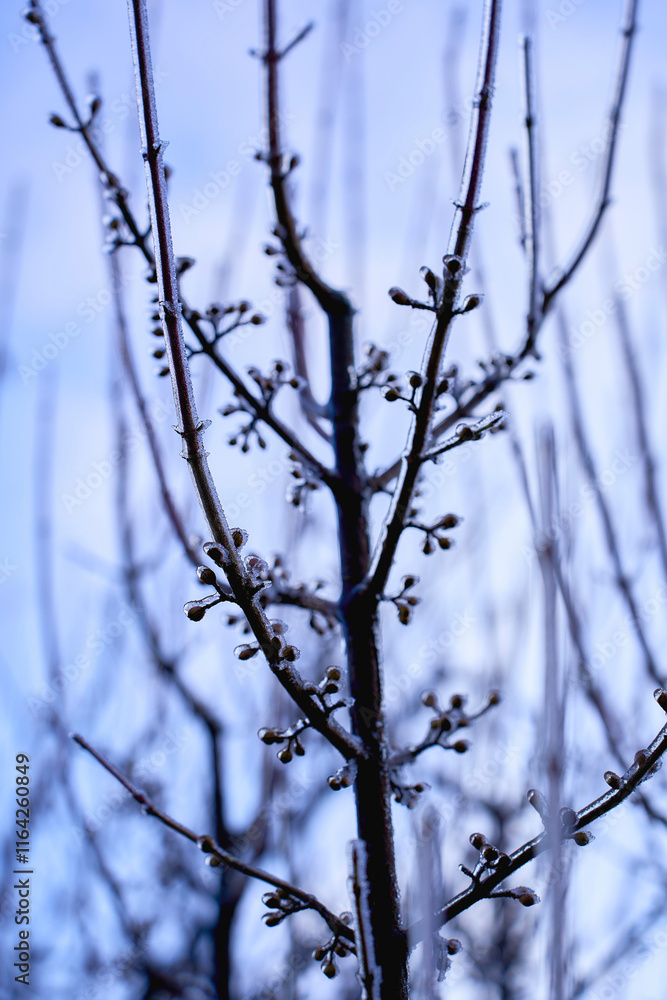 buds on the branches are covered with a layer of ice, icicles buds on the branches are covered with a layer of ice, icicles