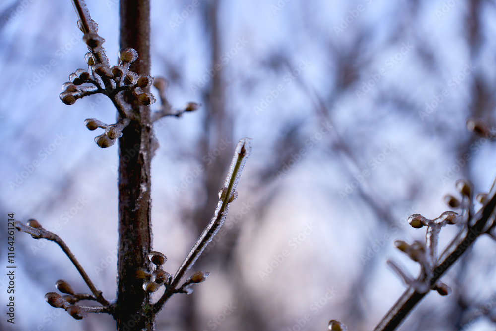 buds on the branches are covered with a layer of ice, icicles buds on the branches are covered with a layer of ice, icicles