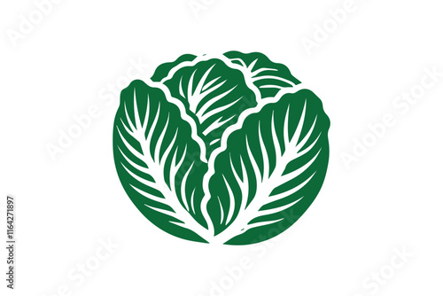 cabbage vector illustration isolated in white background