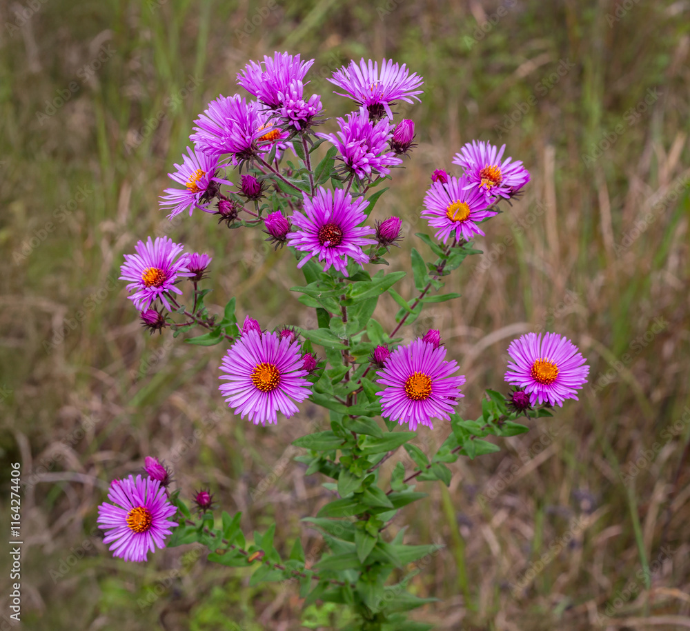 Fototapeta premium Grouping of New England Aster with Background of Tall Grass