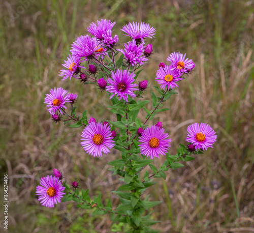 Grouping of New England Aster with Background of Tall Grass