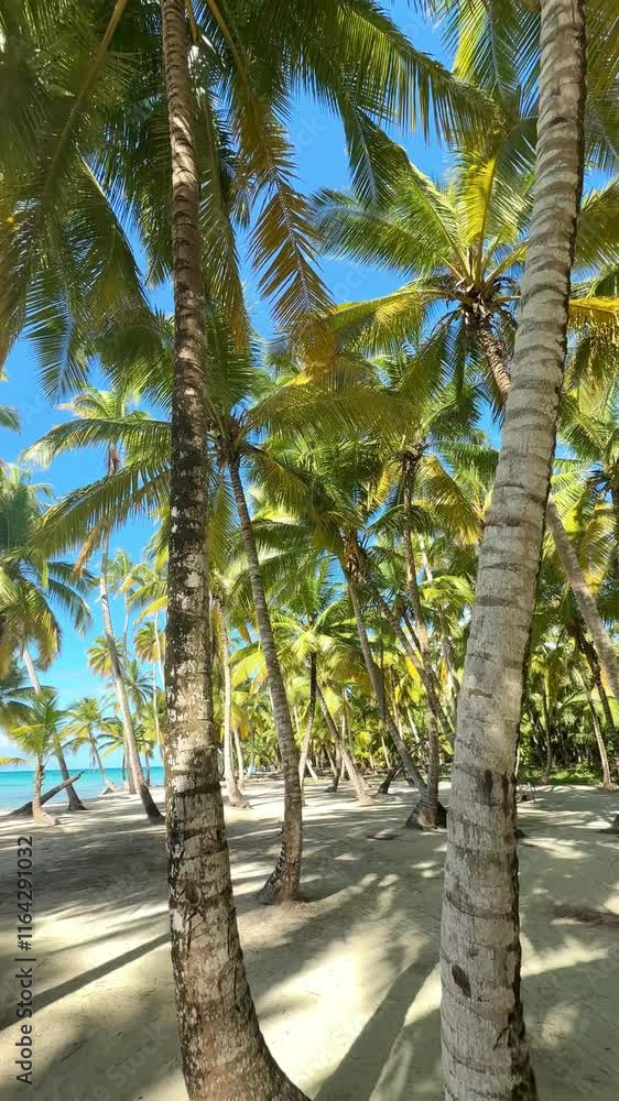 stunning palm garden on a tropical island with white sand beach, green impressive coconut palms and turquoise sea stunning palm garden on a tropical island with white sand beach, green impressive coconut palms and turquoise sea
