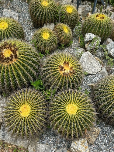 Принти на полотні imposing 'Mother-in-Law's Chair' cacti
