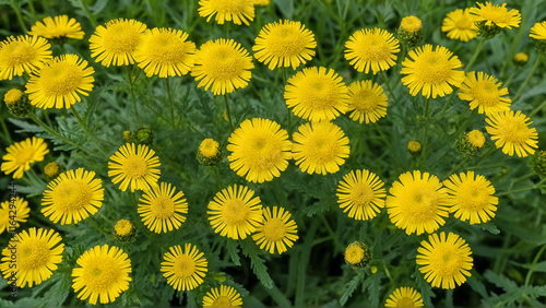 Common tansy (Tanacetum vulgare) or tansy, bitter buttons, cow bitter, or golden buttons, European field plant with yellow, button-like flowers of the Aster family, Asteraceae photo