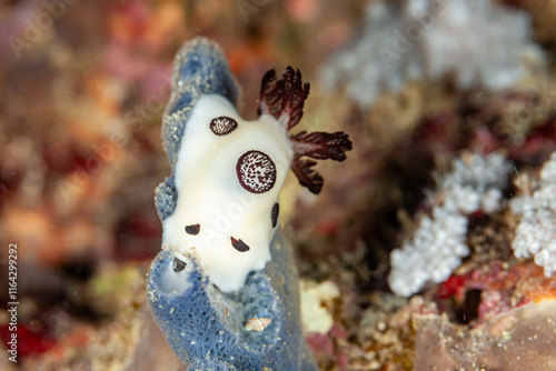 Indonesia, Raja Ampat, Nudibranch (Jorunna funebris) photo