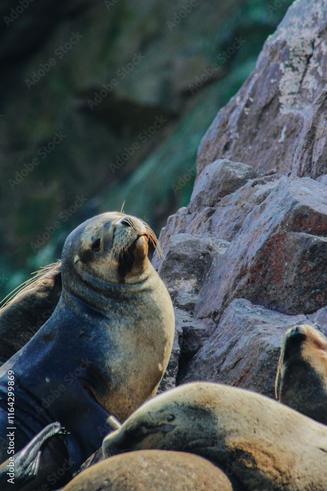 Obraz premium Sea lions