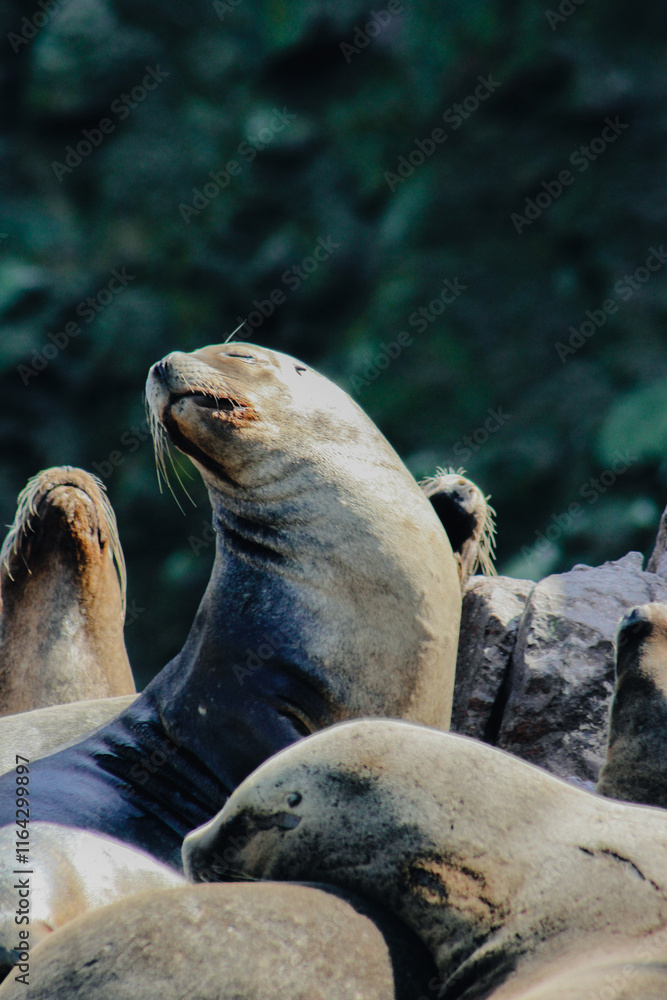 Fototapeta premium Sea lions Ballestas islands