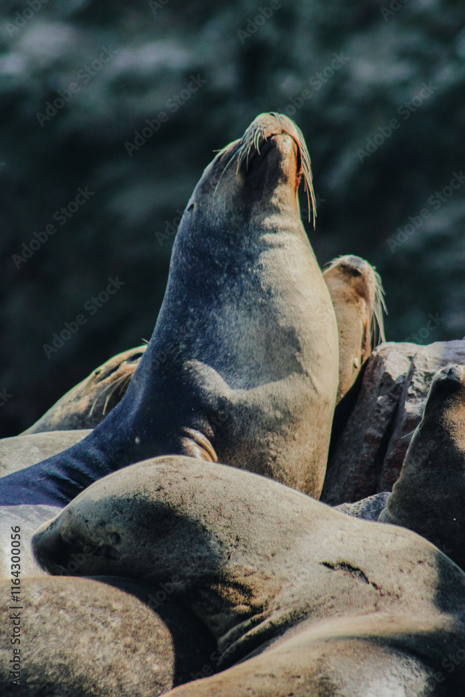 Fototapeta premium Sea lions on Ballestas Islands