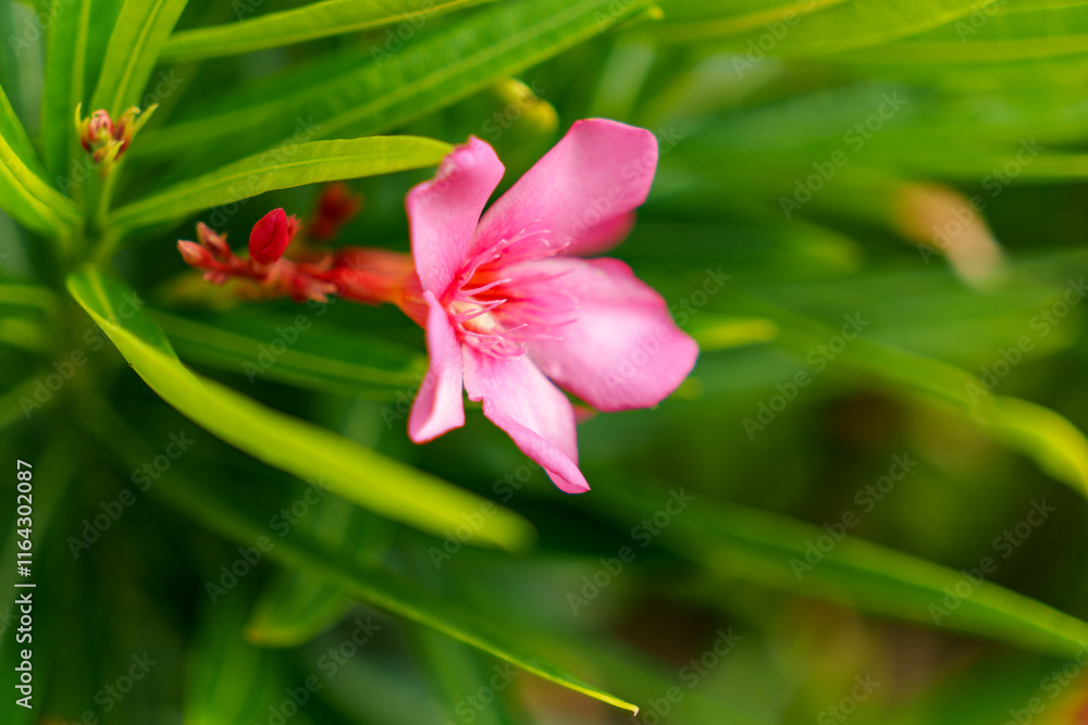 Fototapeta premium A Beautiful, Delicate Pink Blooming Oleander Flower is Nestled Amidst Lush Green Leaves