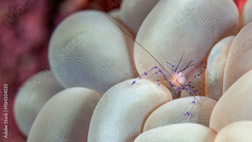 Indonesia, Raja Ampat, Bubble Coral Shrimp (Vir philippinensis) photo