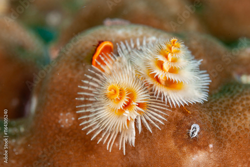 Indonesia, Raja Ampat, Christmas Tree Worm (Spirobranchus giganteus) photo