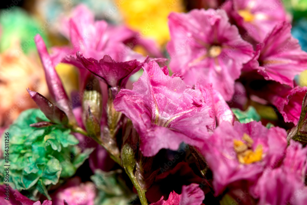 Colourful Tiny Little Flower Petals Mulicoloured Close Up for Background Colourful Tiny Little Flower Petals Mulicoloured Close Up for Background