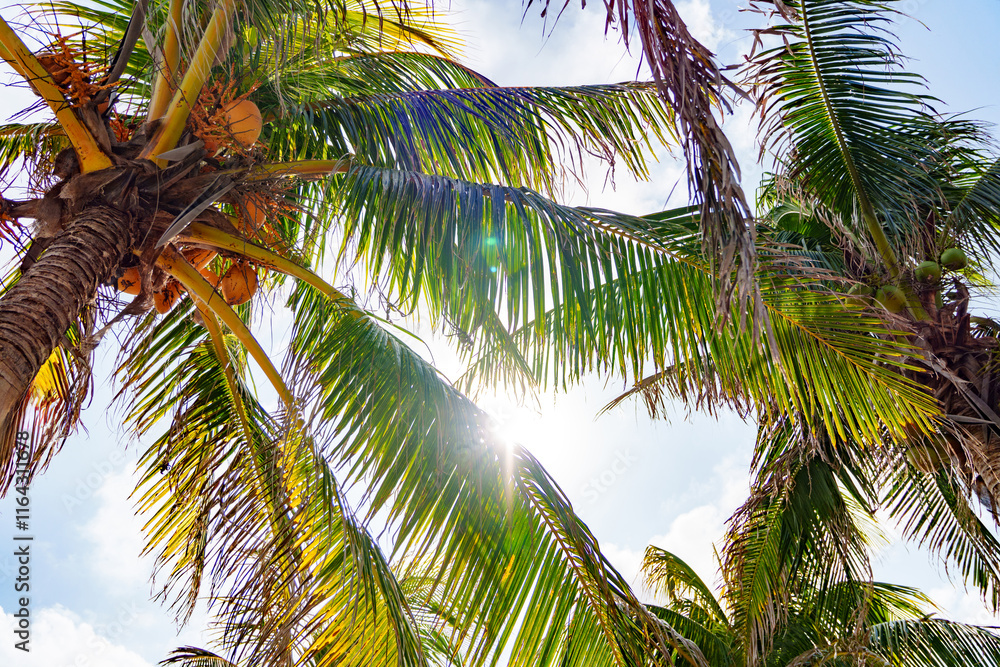 Sunny Tropical Palm Trees Gracefully Swaying Under Beautiful Blue Skies and Sunshine Sunny Tropical Palm Trees Gracefully Swaying Under Beautiful Blue Skies and Sunshine
