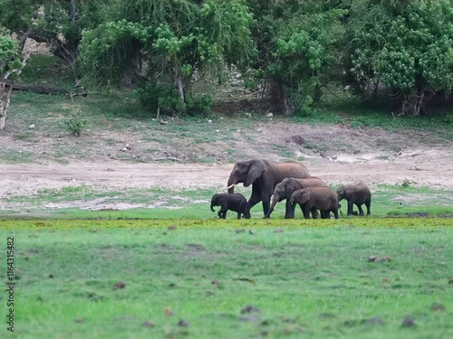 Photography Family of elephants