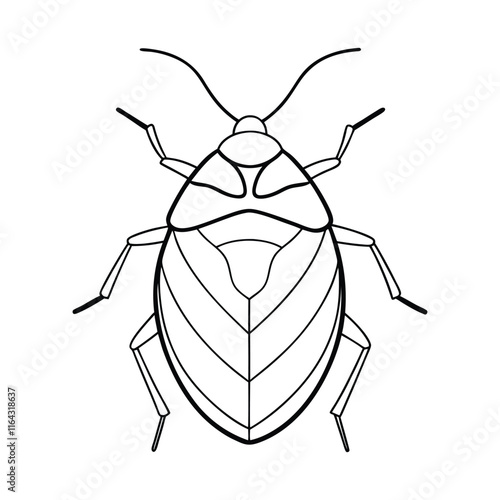 Shield Bug (Pentatomoidea) silhouette design, labeled line art vector illustration.