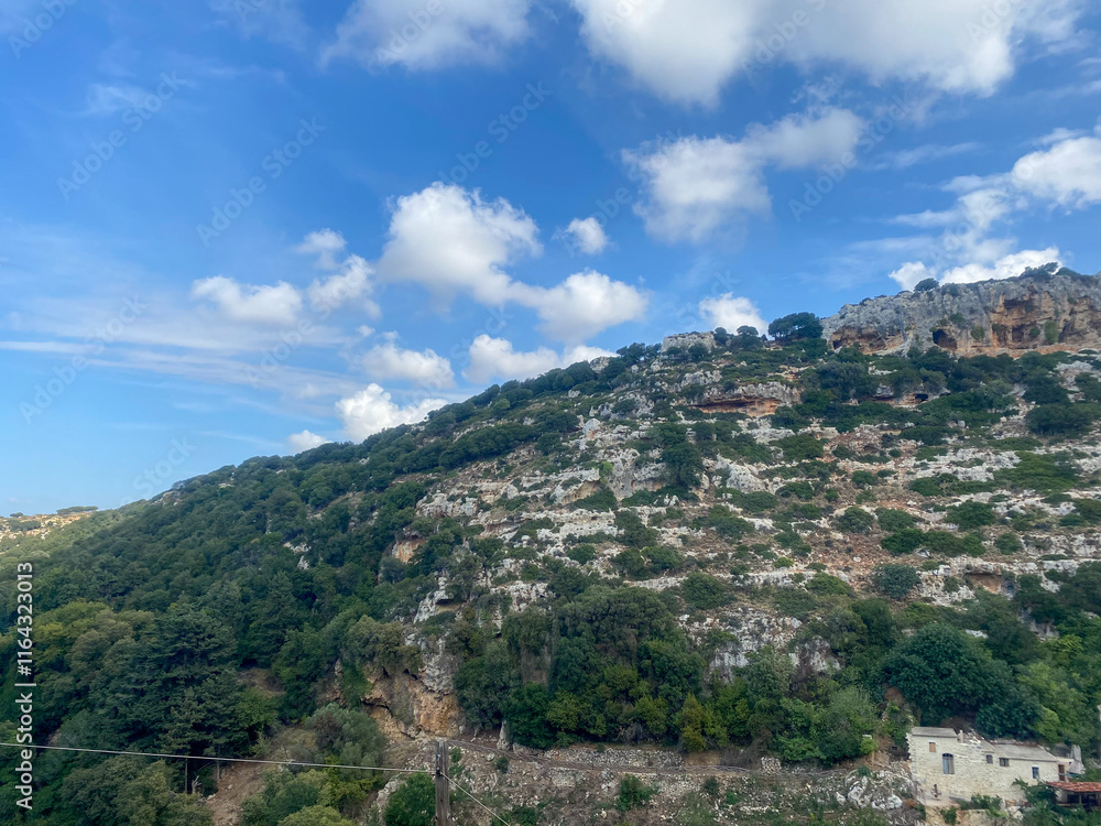 Obraz premium A hillside covered with dense vegetation