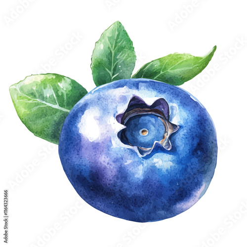 A watercolor painting of blueberries, isolated on a white background. Blueberry vector.
