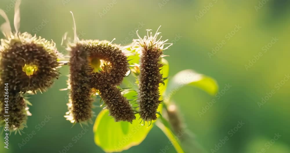 Springtime Nature Timelapse: Flower Bud Blooms into Spring Word Art Springtime Nature Timelapse: Flower Bud Blooms into Spring Word Art