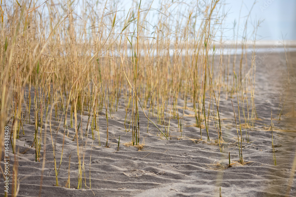 Windblown sand waves on the beach with water and reeds background Windblown sand waves on the beach with water and reeds background
