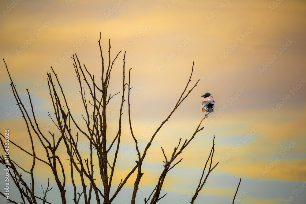 Obraz premium A dead tree without leaves on the beach and a bird on it