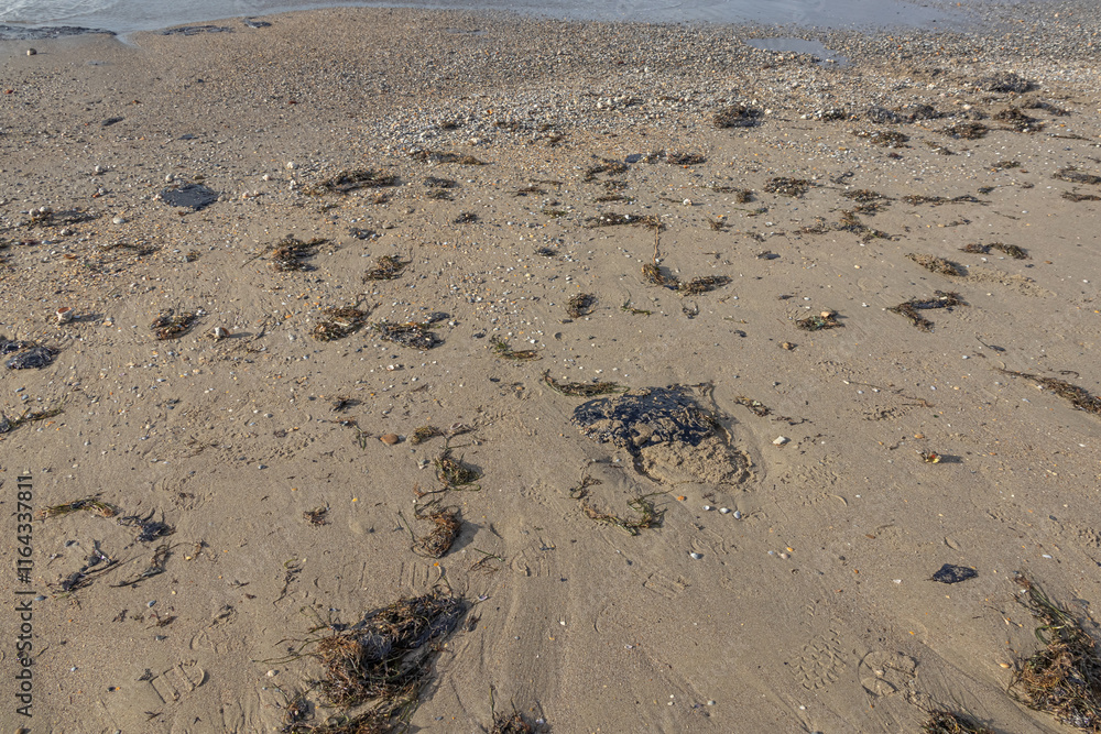 Fuel oil on a sandy beach. The spill of fuel oil in the sea leads to the death of animals and environmental pollution. An environmental disaster. Pollution of nature. Fuel oil on a sandy beach. The spill of fuel oil in the sea leads to the death of animals and environmental pollution. An environmental disaster. Pollution of nature.