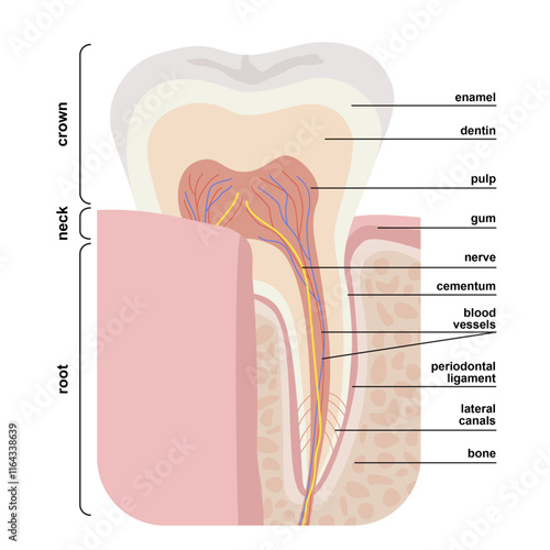 Tooth anatomical structure. Vector illustration with a detailed description