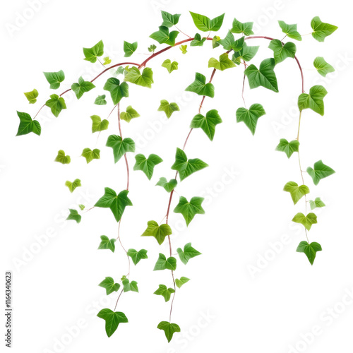 ivy with lush green foliage. png isolated background. transparent background.