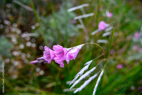 bright pink flowers of angel's fishing rod dierama pulcherrimum photo