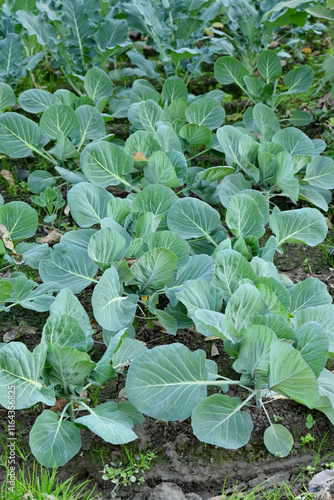 closeup the bunch ripe green cabbage plant growing in the farm soft focus natural green brown background.