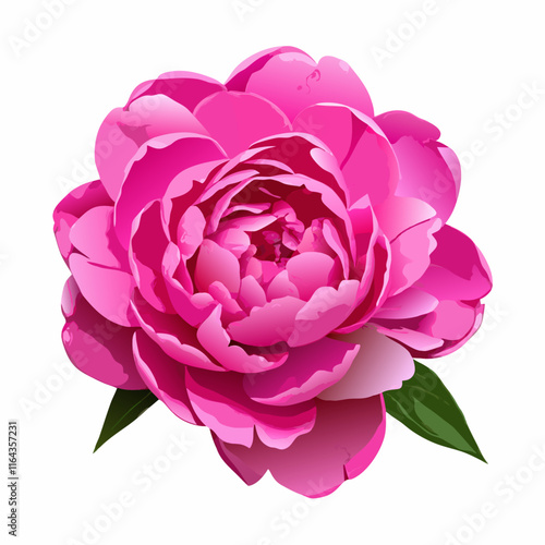 Peony flower isolated  vector illustration (2)