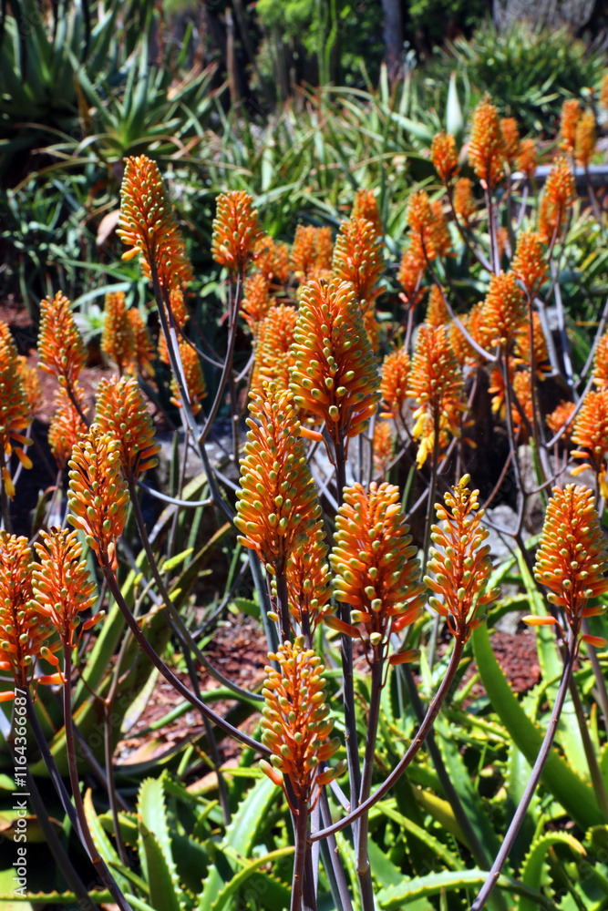 Group of Aloe Camperi blooms, New South Wales Australia
Group of Aloe Camperi blooms, New South Wales Australia