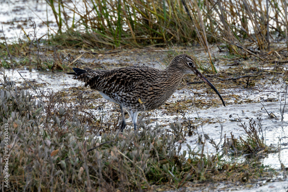 Eurasian Curlew (Numenius arquata) - Found in wetlands and mudflat - spotted at Bull Island, Dublin. Eurasian Curlew (Numenius arquata) - Found in wetlands and mudflat - spotted at Bull Island, Dublin.