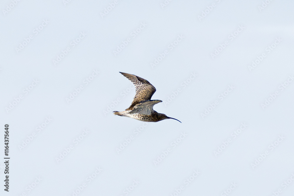 Eurasian Curlew (Numenius arquata) - Found in wetlands and mudflat - spotted at Bull Island, Dublin. Eurasian Curlew (Numenius arquata) - Found in wetlands and mudflat - spotted at Bull Island, Dublin.